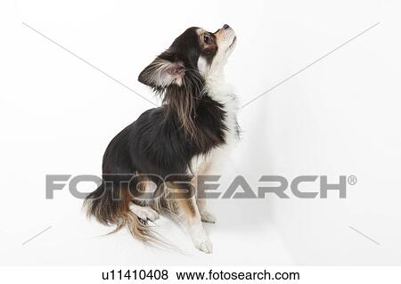 Stock Photo - Chihuahua. Fotosearch