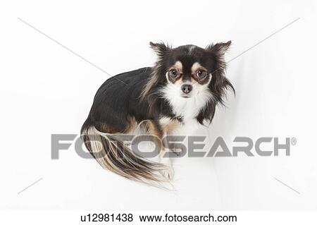 Chihuahua View Large Photo Image Stock Photo - Chihuahua. Fotosearch