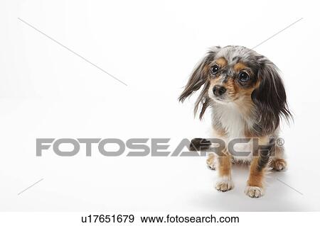 Stock Photo - Chihuahua. Fotosearch