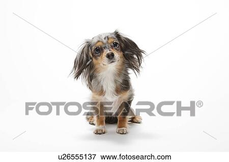 Stock Photo - Chihuahua. Fotosearch