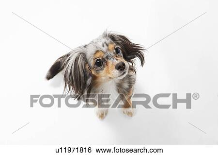 Chihuahua View Large Photo Image Stock Photograph - Chihuahua. Fotosearch