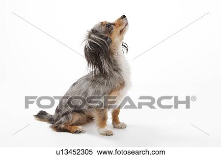 Chihuahua View Large Photo Image Stock Photography - Chihuahua. Fotosearch