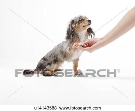 Chihuahua Touching Hand View Large Photo Image Stock Photo - Chihuahua Touching Hand. Fotosearch