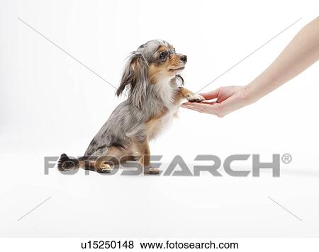 Stock Photo - Chihuahua Touching Hand. Fotosearch