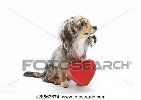 Chihuahua with Love Heart Around Neck View Large Photo Image Picture - Chihuahua with Love Heart Around Neck. Fotosearch