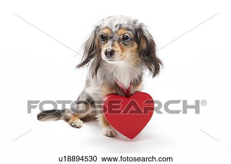 Chihuahua with Love Heart Around Neck View Large Photo Image Stock Image - Chihuahua with Love Heart Around Neck. Fotosearch