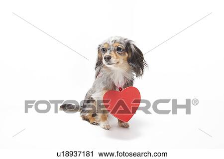 Chihuahua with Love Heart Around Neck View Large Photo Image Stock Image - Chihuahua with Love Heart Around Neck. Fotosearch
