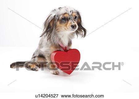 Chihuahua with Love Heart Around Neck View Large Photo Image Stock Photo - Chihuahua with Love Heart Around Neck. Fotosearch