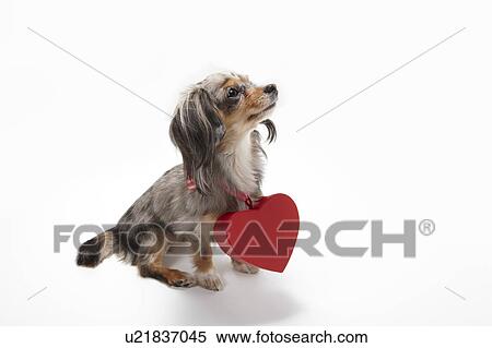 Stock Photography - Chihuahua with Love Heart Around Neck. Fotosearch