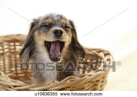 Chihuahua Yawning in Basket View Large Photo Image Stock Photography - Chihuahua Yawning in Basket. Fotosearch