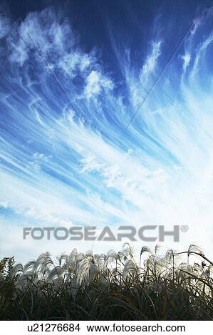 Picture - Cirrus Clouds Over Pampas Grass. Fotosearch