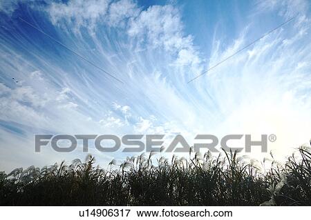 Cirrus Clouds Over Pampas Grass View Large Photo Image Stock Photo - Cirrus Clouds Over Pampas Grass. Fotosearch