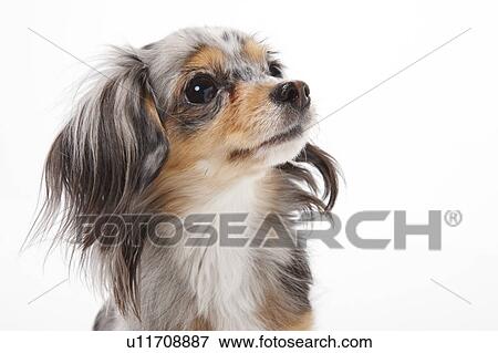 Close Up of Chihuahua View Large Photo Image Stock Photo - Close Up of Chihuahua. Fotosearch