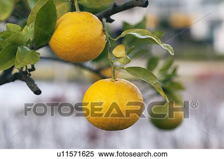 Close Up Of Mandarin View Large Photo Image Stock Photography - Close Up Of Mandarin. Fotosearch