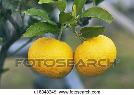 Close Up Of Mandarin View Large Photo Image Stock Photography - Close Up Of Mandarin. Fotosearch