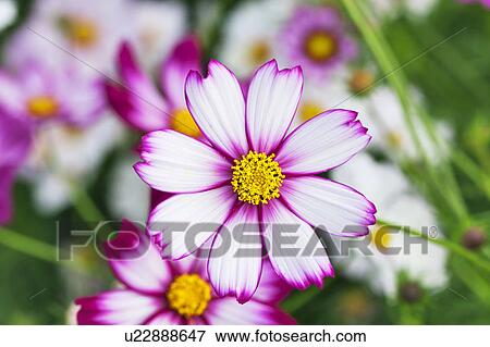 Stock Photo - Close Up of Single Pink Cosmos Flower. Fotosearch