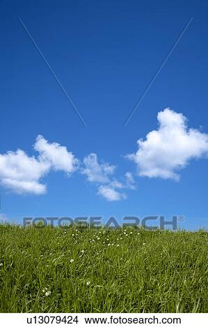 Picture - Clover flowers and sky, Austria. Fotosearch
