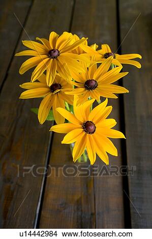 Picture - Coneflowers. Fotosearch