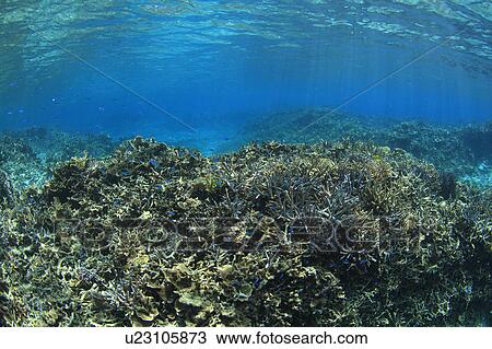 Stock Image - Corals. Fotosearch