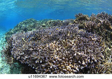 Stock Photo - Corals. Fotosearch