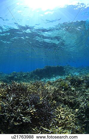 Stock Photo - Corals. Fotosearch