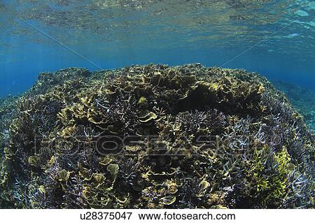 Corals View Large Photo Image Stock Photo - Corals. Fotosearch