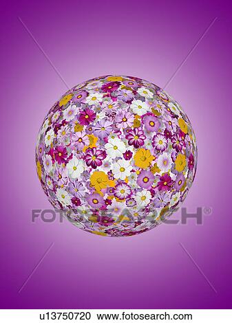 Cosmos flower in sphere shape View Large Photo Image Stock Image - Cosmos flower in sphere shape. Fotosearch