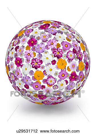 Stock Image - Cosmos flower in sphere shape. Fotosearch