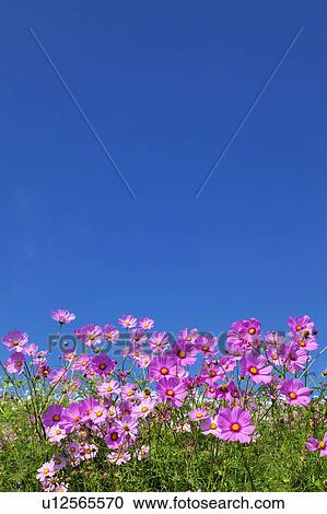 Cosmos Flowers and Blue Sky View Large Photo Image Stock Image - Cosmos Flowers and Blue Sky. Fotosearch