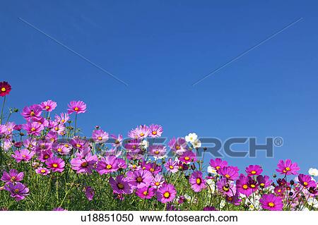 Cosmos Flowers and Blue Sky View Large Photo Image Stock Image - Cosmos Flowers and Blue Sky. Fotosearch