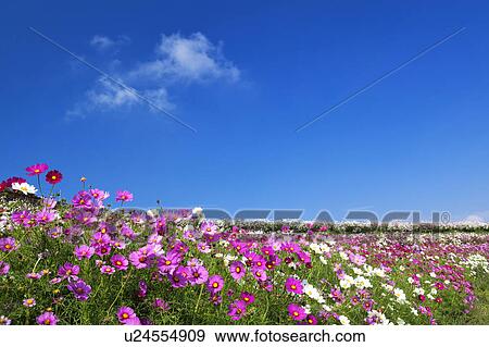 Stock Photo - Cosmos Flowers and Blue Sky. Fotosearch
