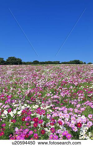 Stock Image - Cosmos Plant Field. Fotosearch