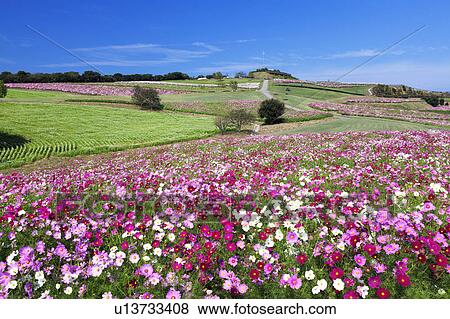 Stock Photo - Cosmos Plant Field. Fotosearch