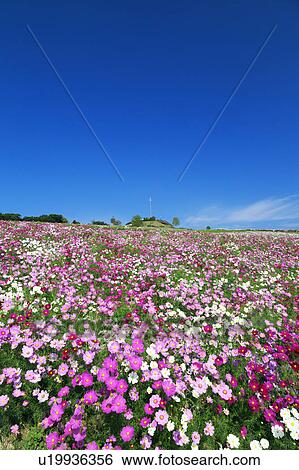 Cosmos Plant Field View Large Photo Image Stock Photograph - Cosmos Plant Field. Fotosearch