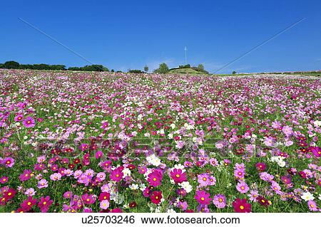 Stock Photograph - Cosmos Plant Field. Fotosearch
