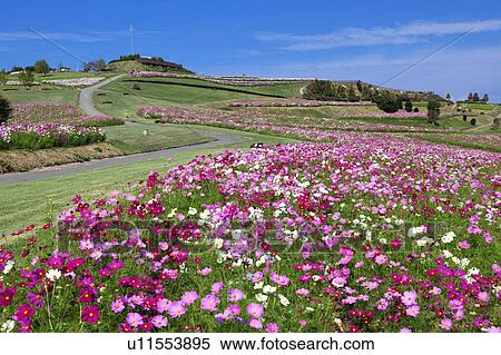 Stock Photography - Cosmos Plant Field. Fotosearch
