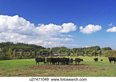 Cows in Paddock View Large Photo Image Stock Photo - Cows in Paddock. Fotosearch