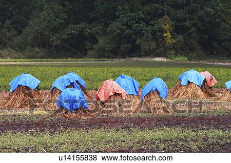 Stock Photo - Crop Drying. Fotosearch