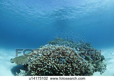 Stock Image - Damsel Fish and Coral. Fotosearch