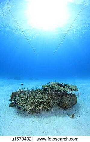 Damsel Fish and Coral View Large Photo Image Stock Image - Damsel Fish and Coral. Fotosearch