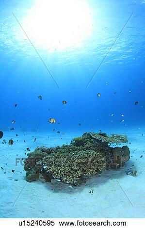 Damsel Fish and Coral View Large Photo Image Stock Photography - Damsel Fish and Coral. Fotosearch