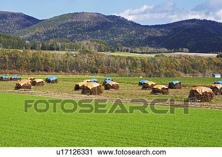 Stock Image - Drying Bean Straws in Field. Fotosearch