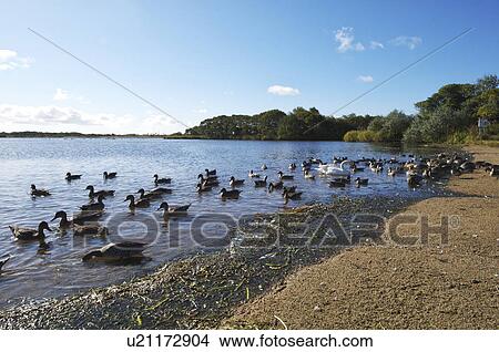 Ducks at Lake Utonai View Large Photo Image Picture - Ducks at Lake Utonai. Fotosearch