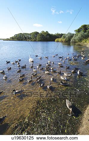 Ducks at Lake Utonai View Large Photo Image Stock Photography - Ducks at Lake Utonai. Fotosearch