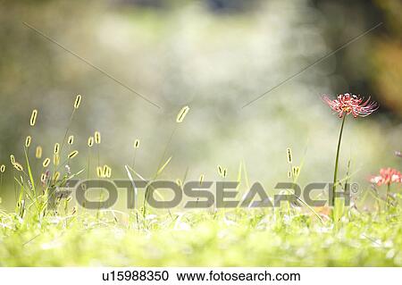 Foxtail grass and Amaryllis Flowers View Large Photo Image Stock Image - Foxtail grass and Amaryllis Flowers. Fotosearch