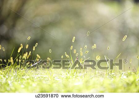 Stock Image - Foxtail grass and Amaryllis Flowers. Fotosearch