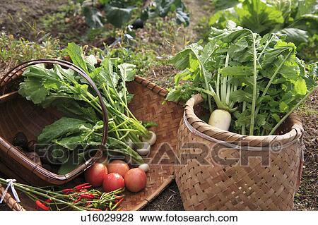 Fresh Vegetables on Bamboo Basket View Large Photo Image Stock Photo - Fresh Vegetables on Bamboo Basket. Fotosearch