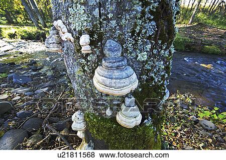 Fungi Growing on Tree Trunk, Mokoto River in Background View Large Photo Image Stock Photo - Fungi Growing on Tree Trunk, Mokoto River in Background. Fotosearch