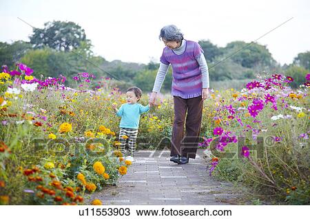 Grandmother and Grandson Walking Through Cosmos Flowers View Large Photo Image Stock Image - Grandmother and Grandson Walking Through Cosmos Flowers. Fotosearch