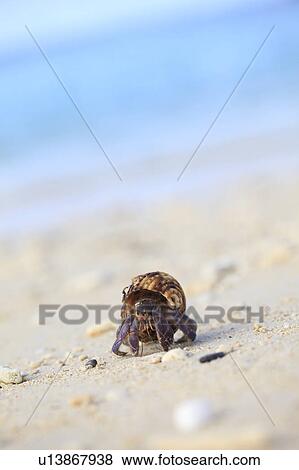 Stock Photo - Hermit Crab. Fotosearch
